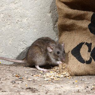 Rat eating on corn sack