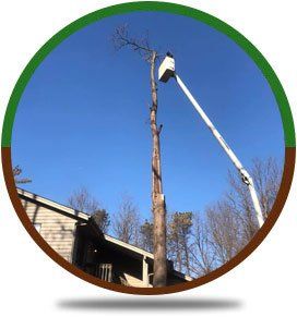 Tree Removal | Rockford, IL | ASAP Tree Pros | 815-519-0892