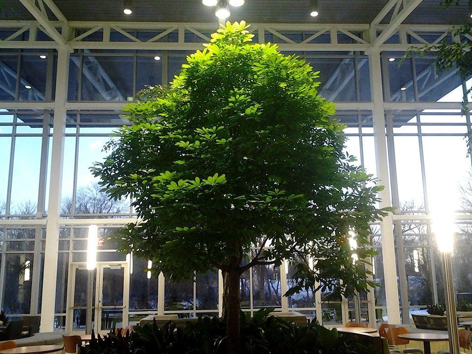 Large green tree in a bright glass atrium