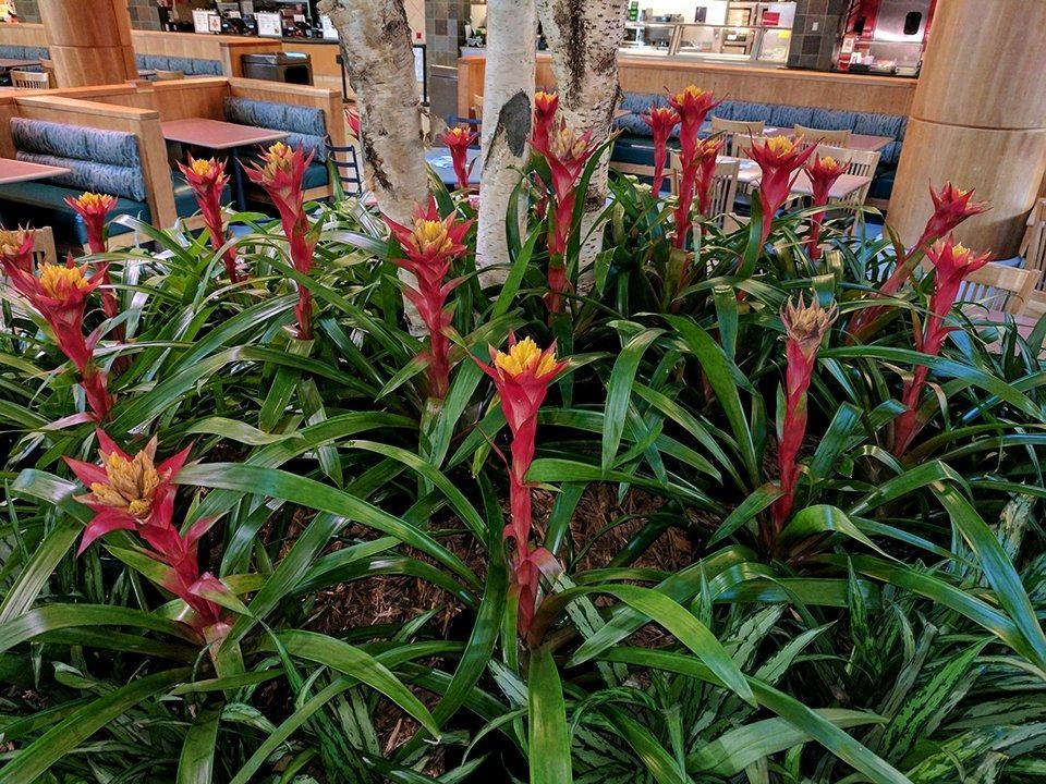 Tropical garden with red flowering plants and green leaves in a decorative indoor setting