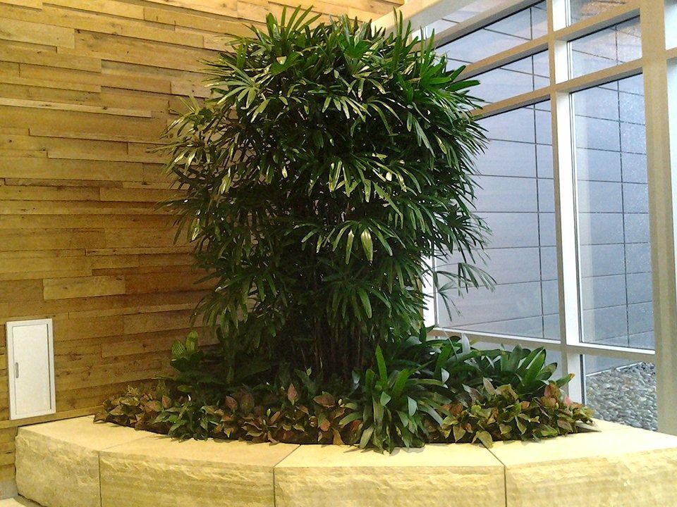 Indoor planter with a large leafy tree in a curved stone planter by a wood-paneled wall and windows