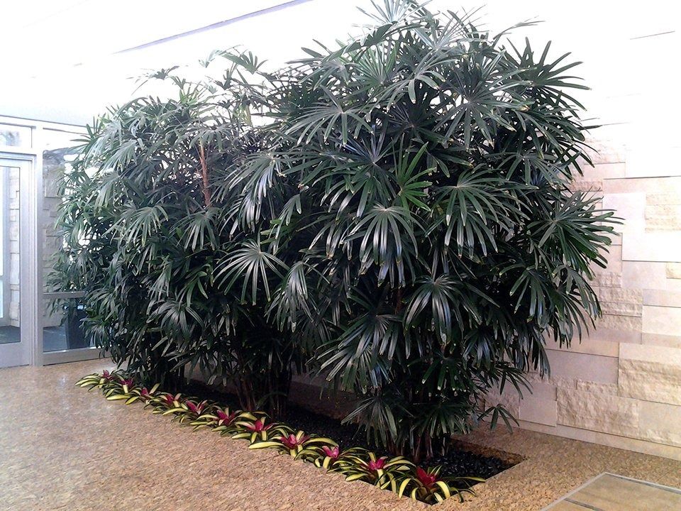 Large leafy green indoor plant beside a beige wall, bordered by small red and yellow flowers on a walkway.