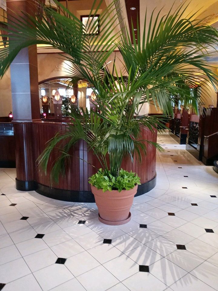 Lobby with a large potted palm in front of a curved wooden reception desk on a tiled floor