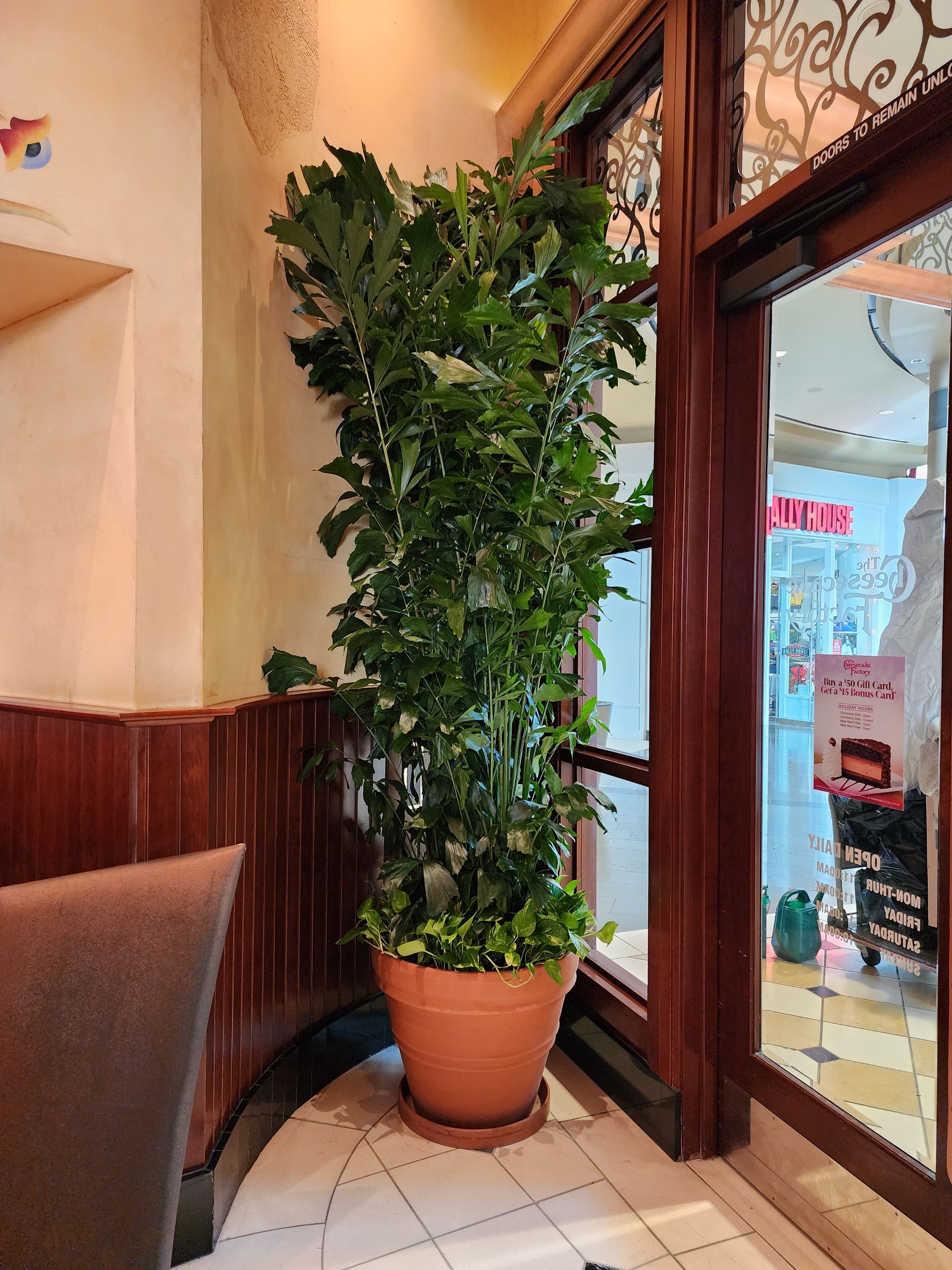 Tall potted plant by a café window and door, with wood paneling and a tiled floor