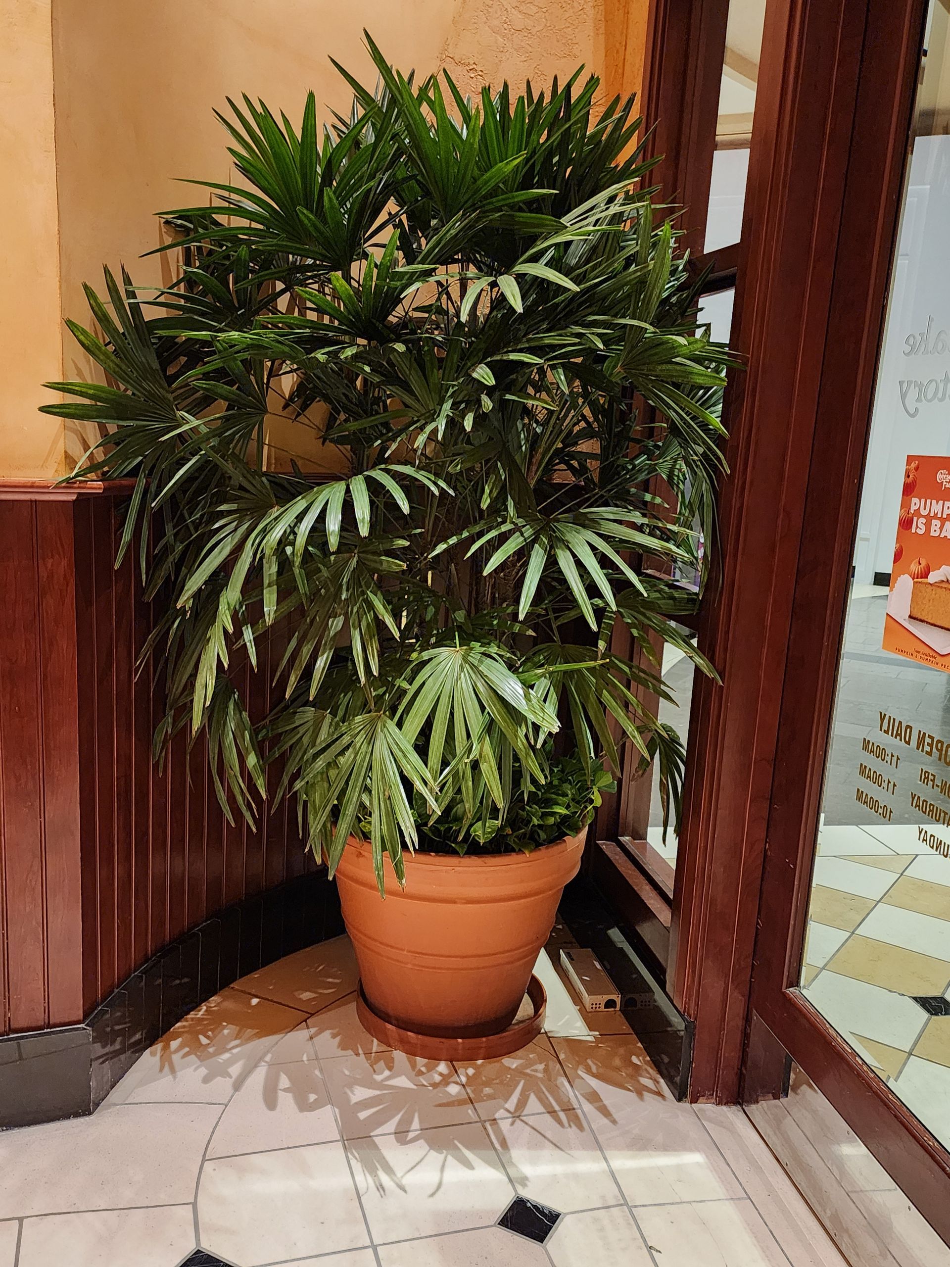 Potted leafy green plant in a terracotta pot beside a doorway indoors