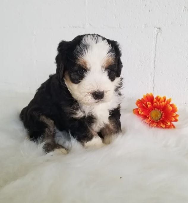 A black and white puppy is sitting on a blanket next to a flower.