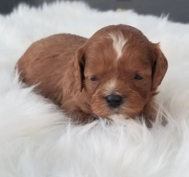 A brown and white puppy is laying on a white blanket.