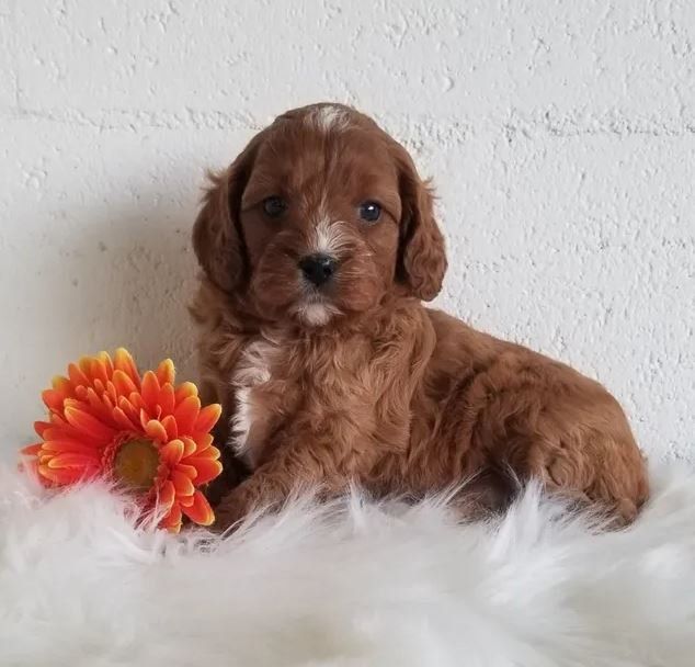 A brown puppy is sitting next to a flower on a white blanket