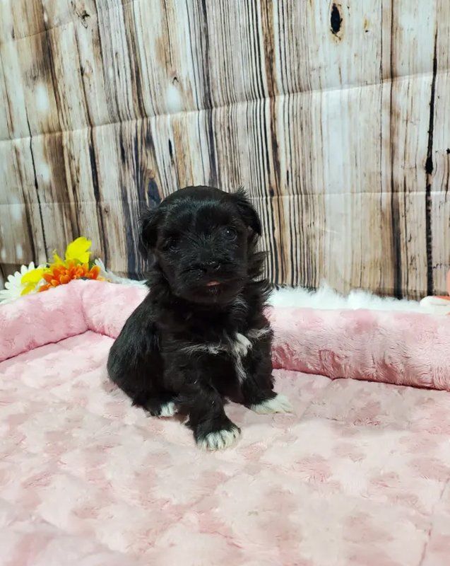 Puppy