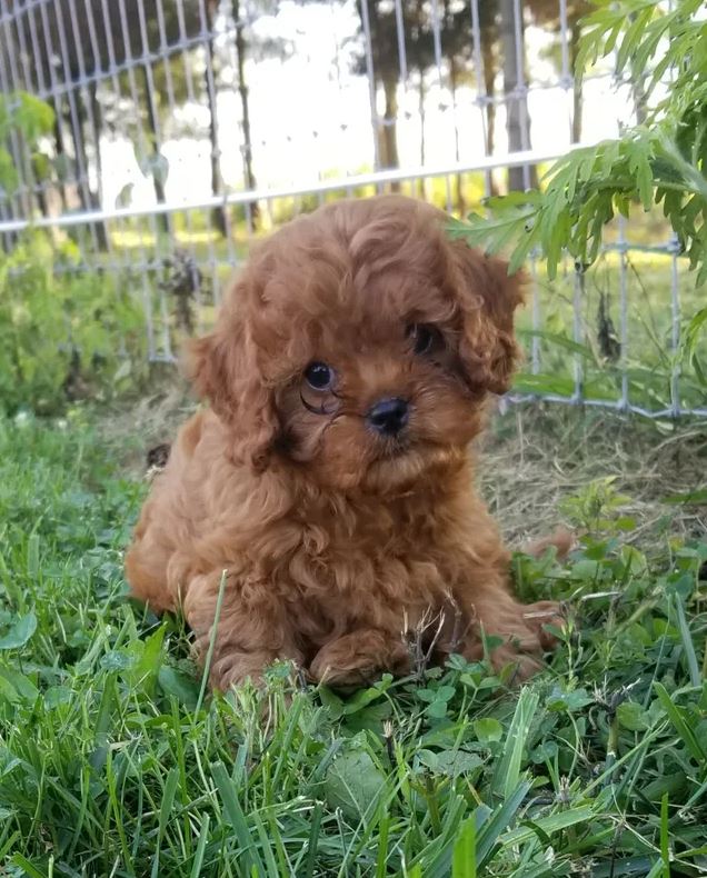 A small brown poodle puppy is sitting in the grass next to a fence.