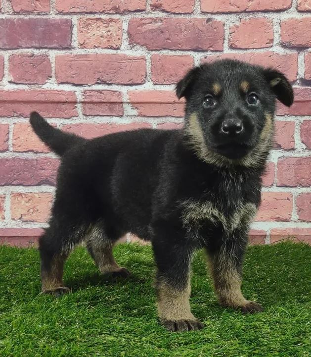 A german shepherd puppy is standing on the grass in front of a brick wall.
