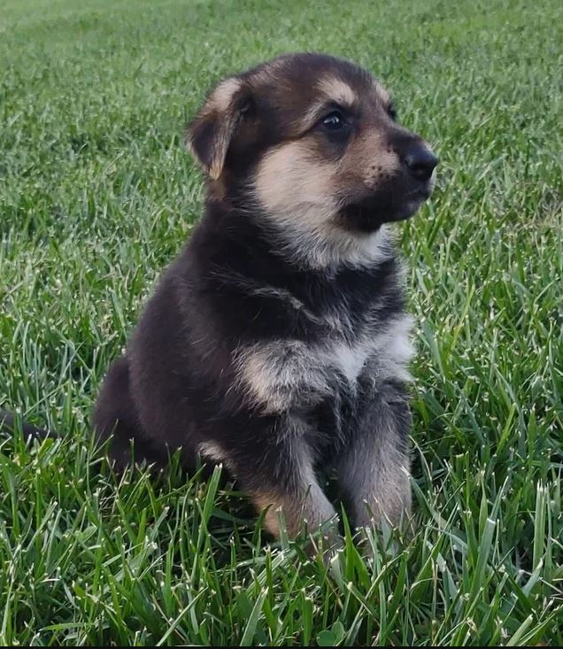 A brown and black puppy is sitting in the grass