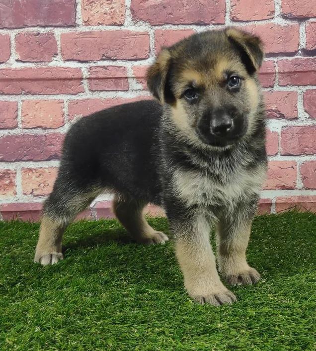 A german shepherd puppy is standing on the grass in front of a brick wall.