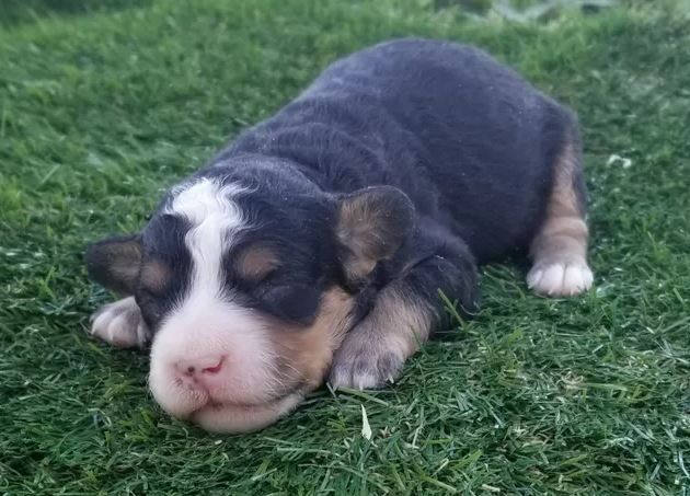 A black and white puppy is sleeping in the grass.