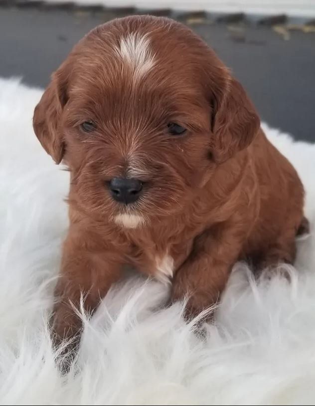 A brown puppy with a white spot on its head is sitting on a white blanket.