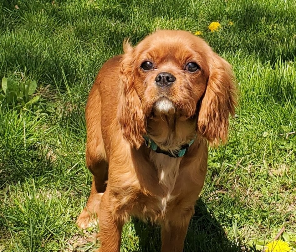 A small brown dog is standing in the grass and looking at the camera.