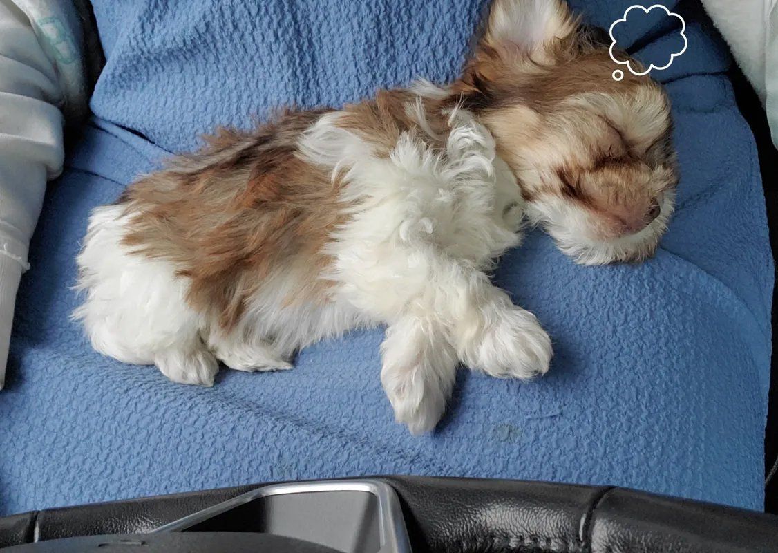 A brown and white puppy is sleeping on a blue blanket