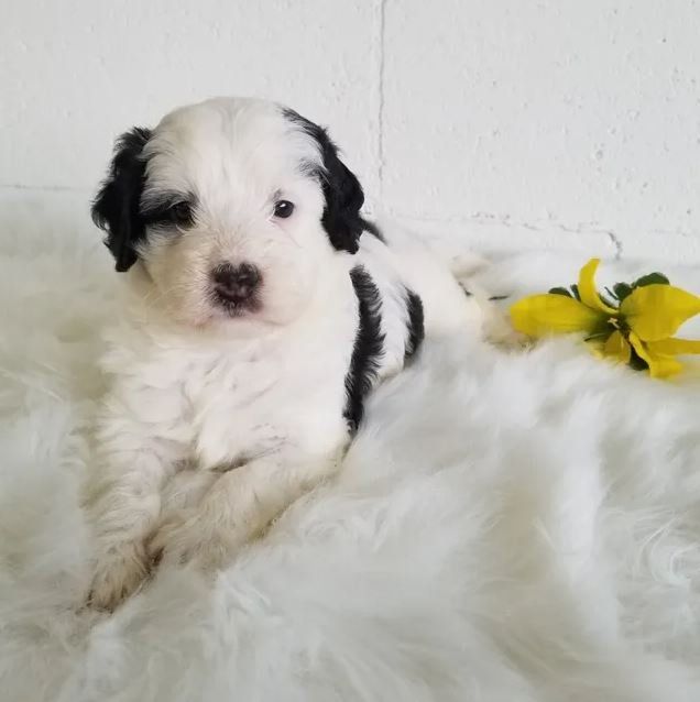 A black and white puppy is laying on a bed next to a yellow flower.
