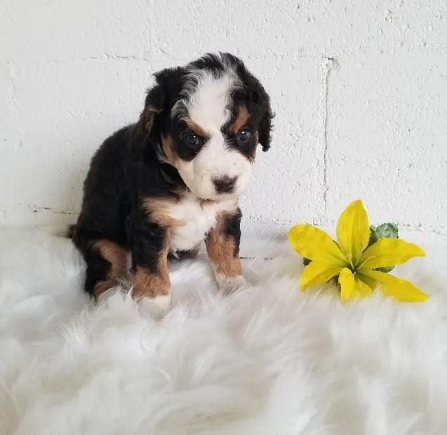 A black and white puppy is sitting next to a yellow flower