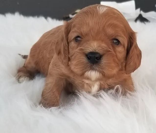 A brown puppy is laying on a white blanket.