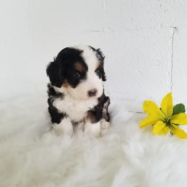 A black and white puppy is sitting next to a yellow flower.