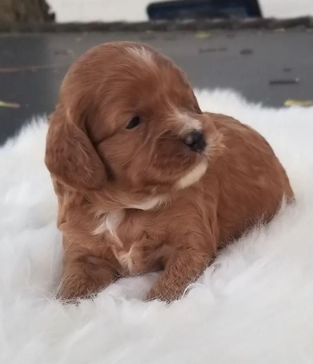 A brown and white puppy is laying on a white blanket.