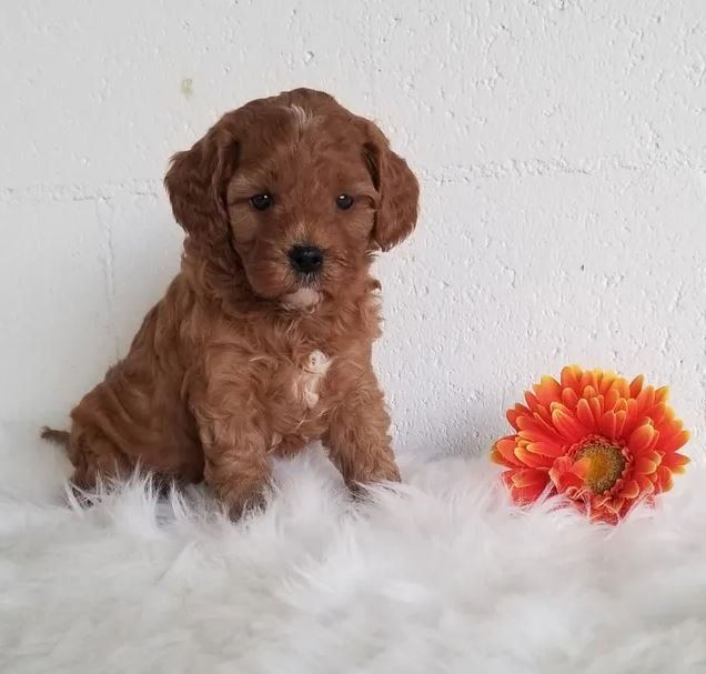 A brown puppy is sitting on a white blanket next to a flower.