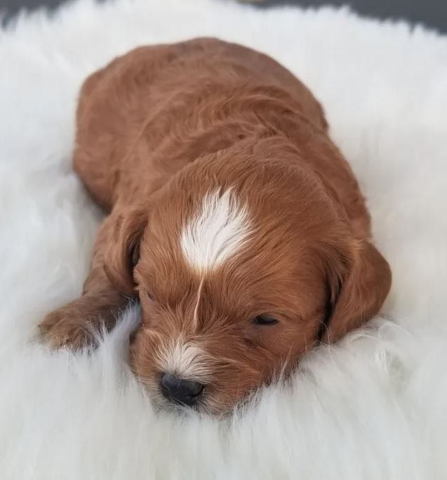 A brown and white puppy is sleeping on a white blanket.
