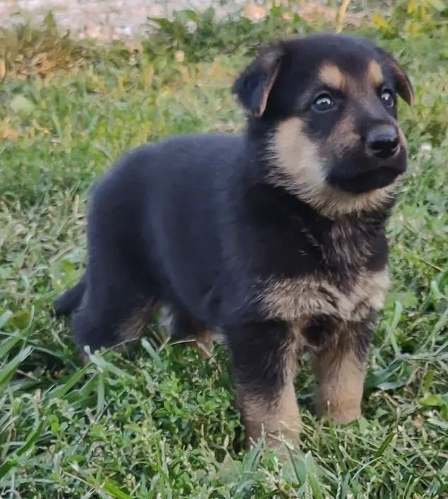 A black and brown puppy is standing in the grass looking at the camera.