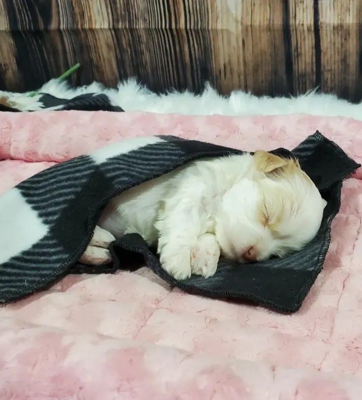 Puppy