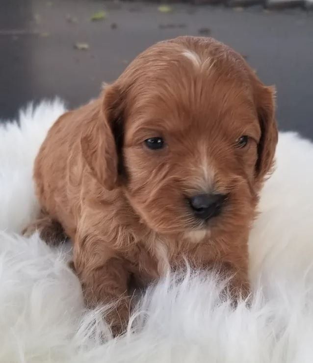 A brown puppy is sitting on a white furry blanket.