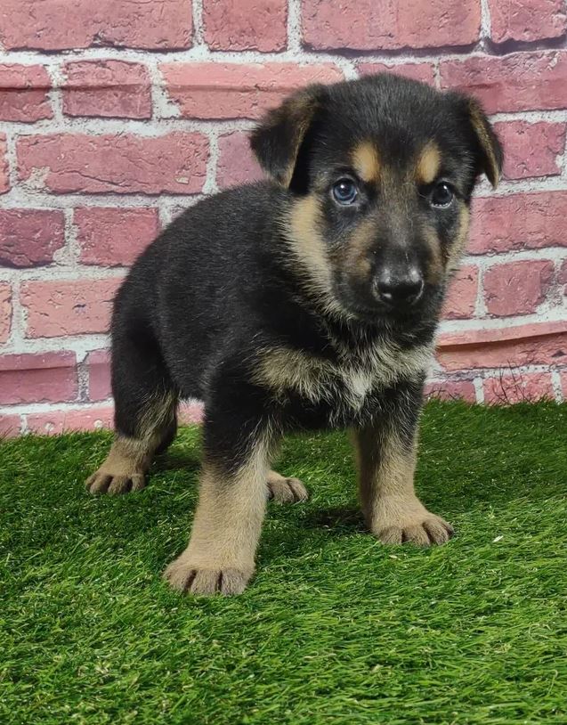A german shepherd puppy is standing on the grass in front of a brick wall.