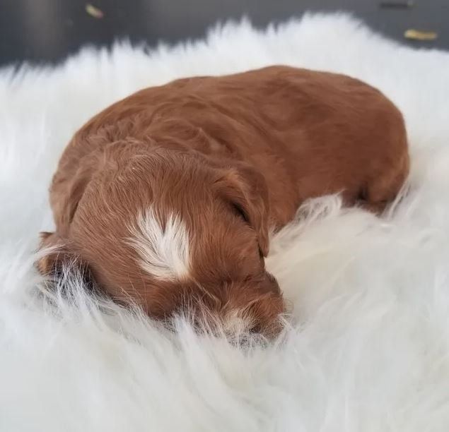 A brown puppy is sleeping on a white blanket.