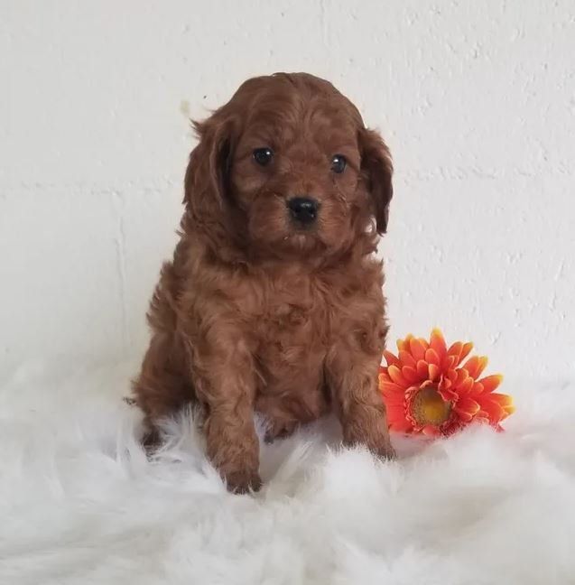 A small brown puppy is sitting next to a flower