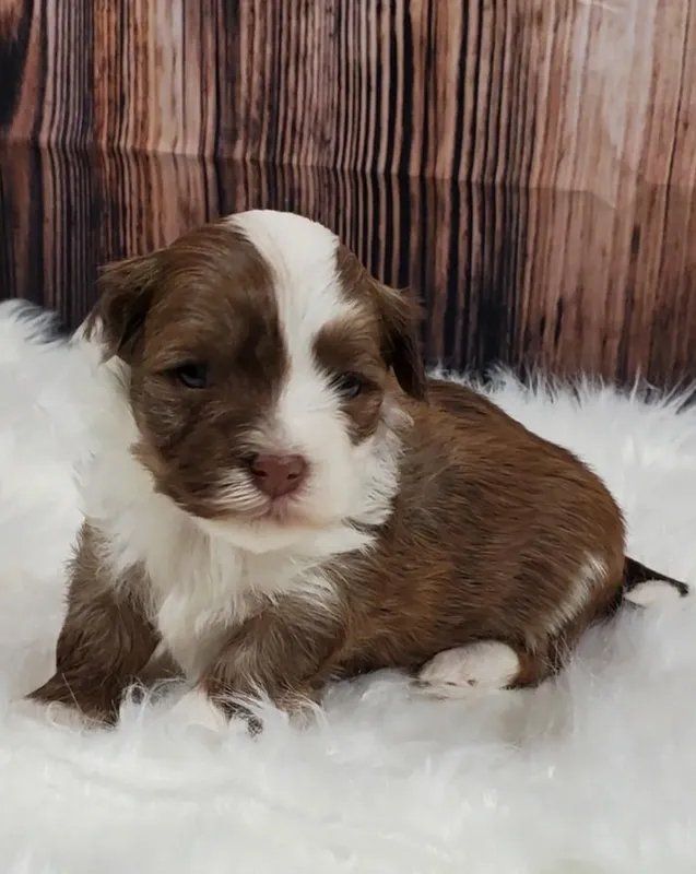 Puppy