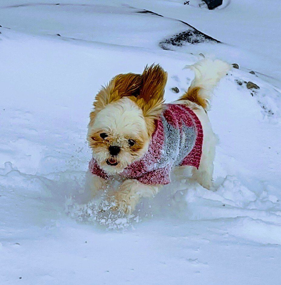 A small dog wearing a sweater is running through the snow.