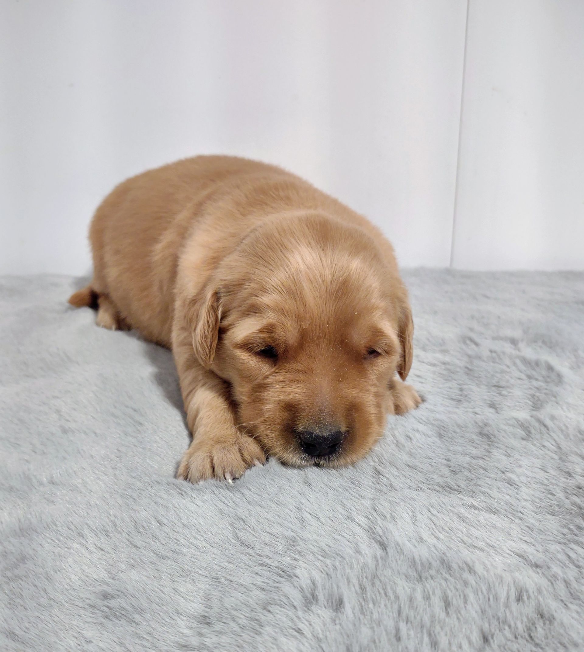 A brown puppy is laying on a gray blanket.