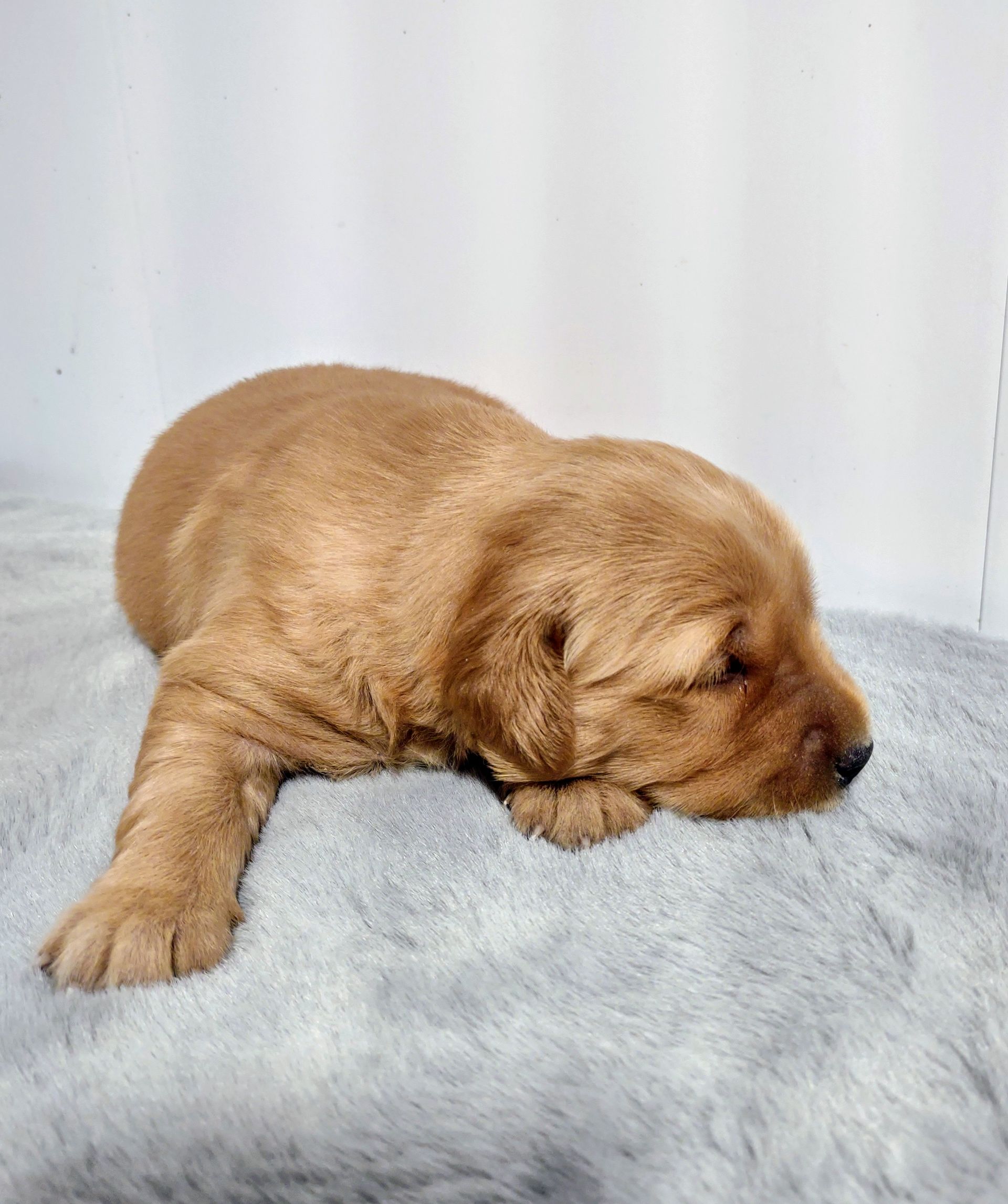 A brown puppy is sleeping on a gray blanket.