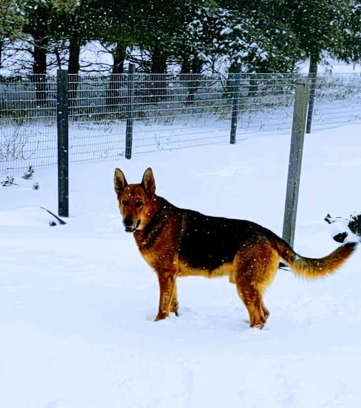 A german shepherd dog standing in the snow