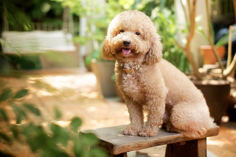 A small brown poodle is sitting on a wooden bench.