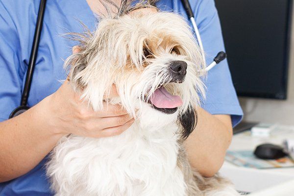 Havanese pup check up