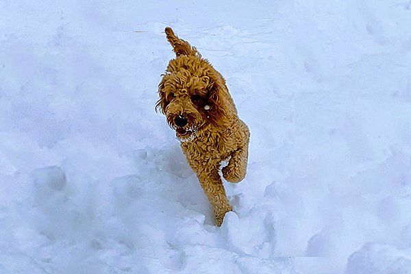 A brown dog is running through the snow.