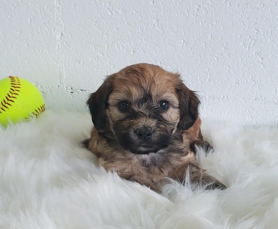 Puppy