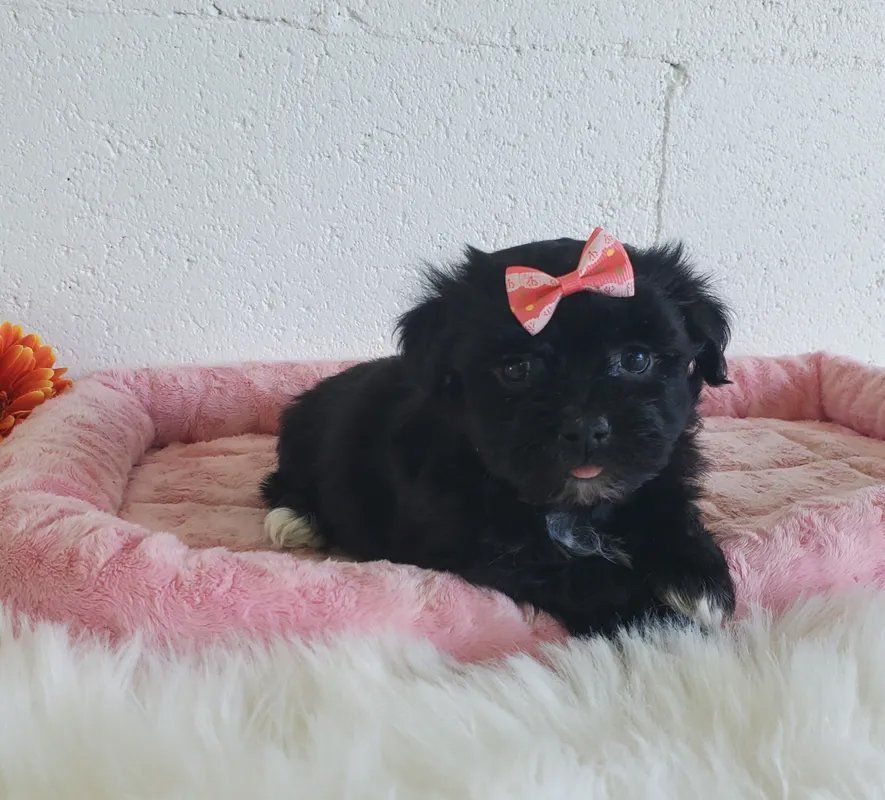 Puppy