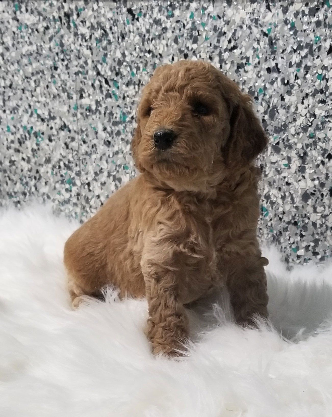 goldendoodle puppy
