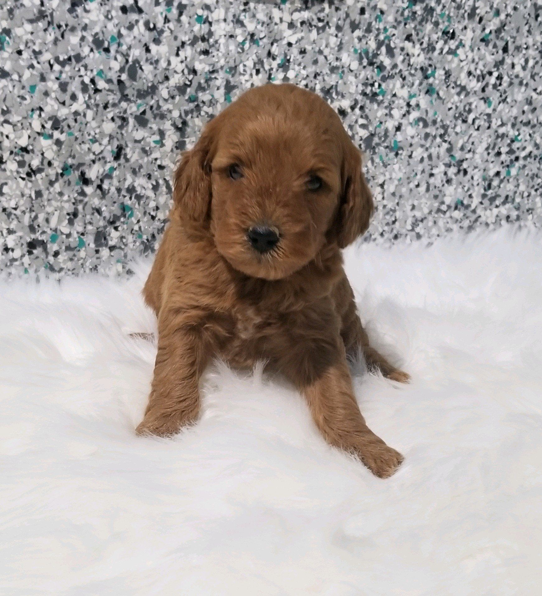 goldendoodle puppy