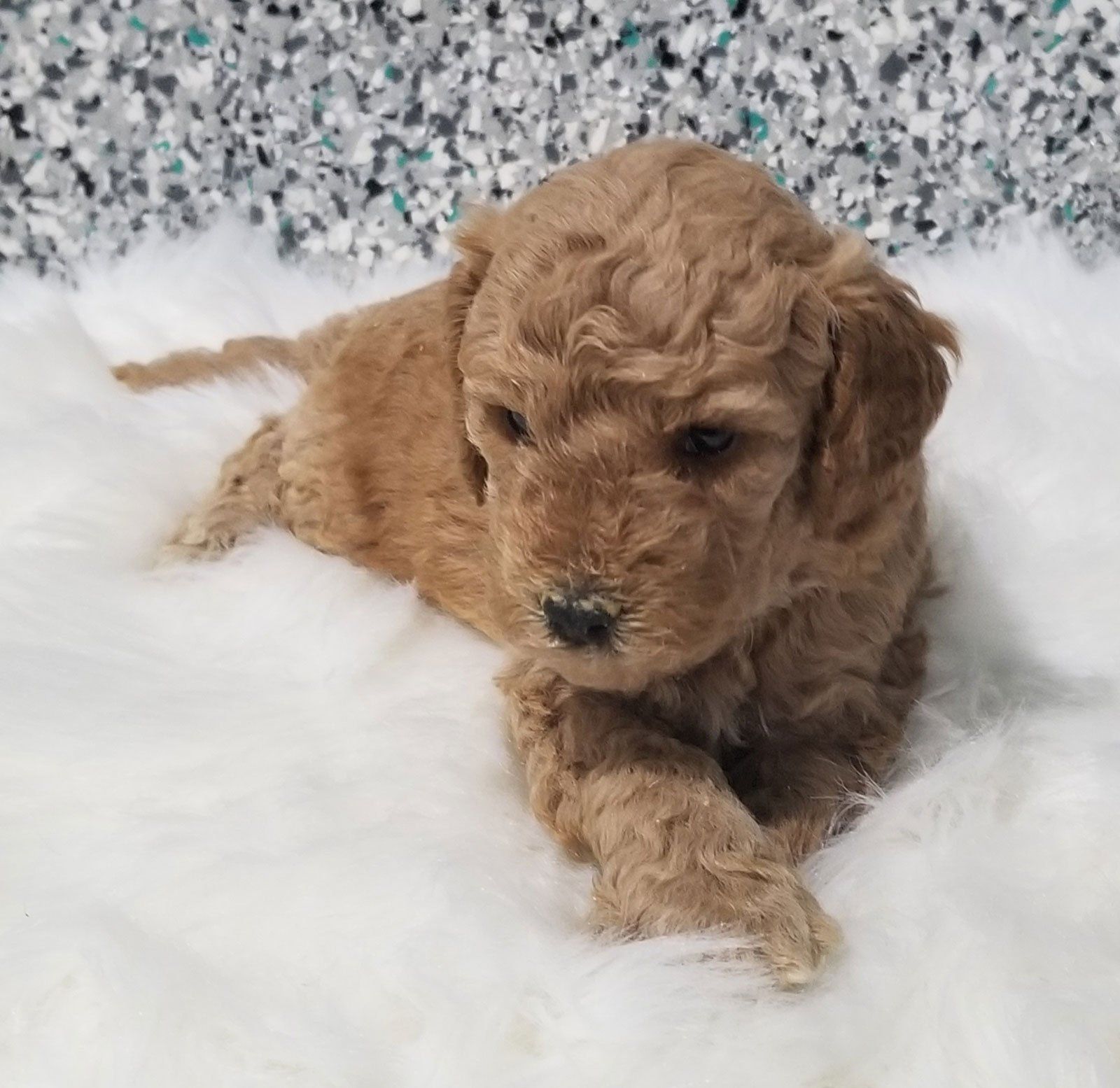 goldendoodle puppy