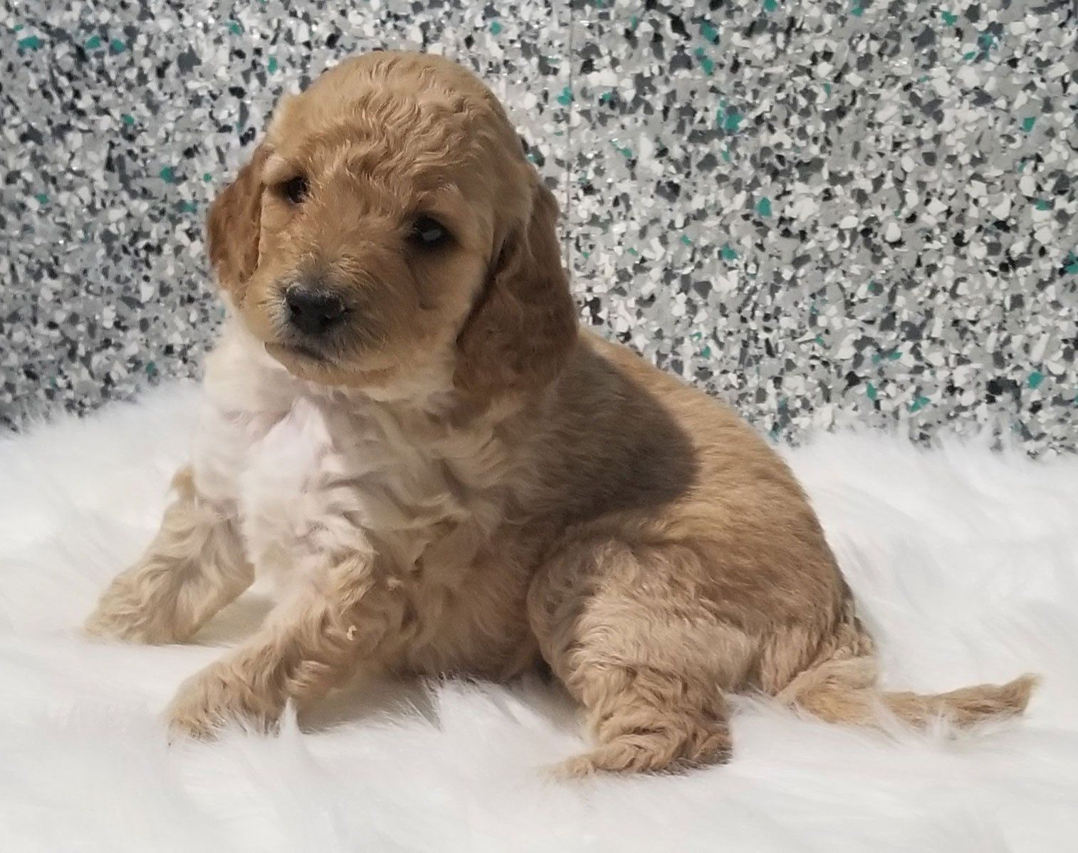 goldendoodle puppy
