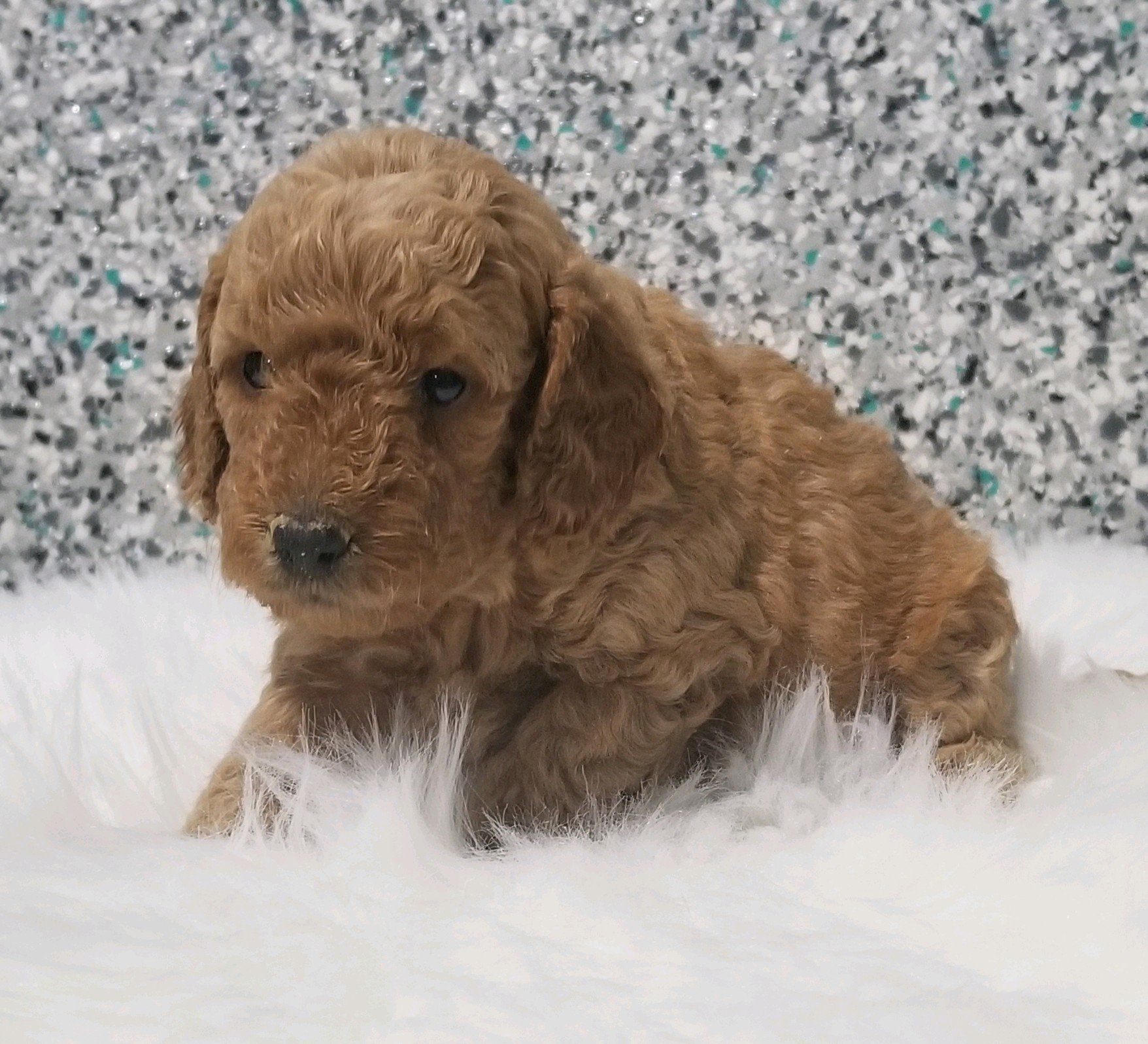goldendoodle puppy