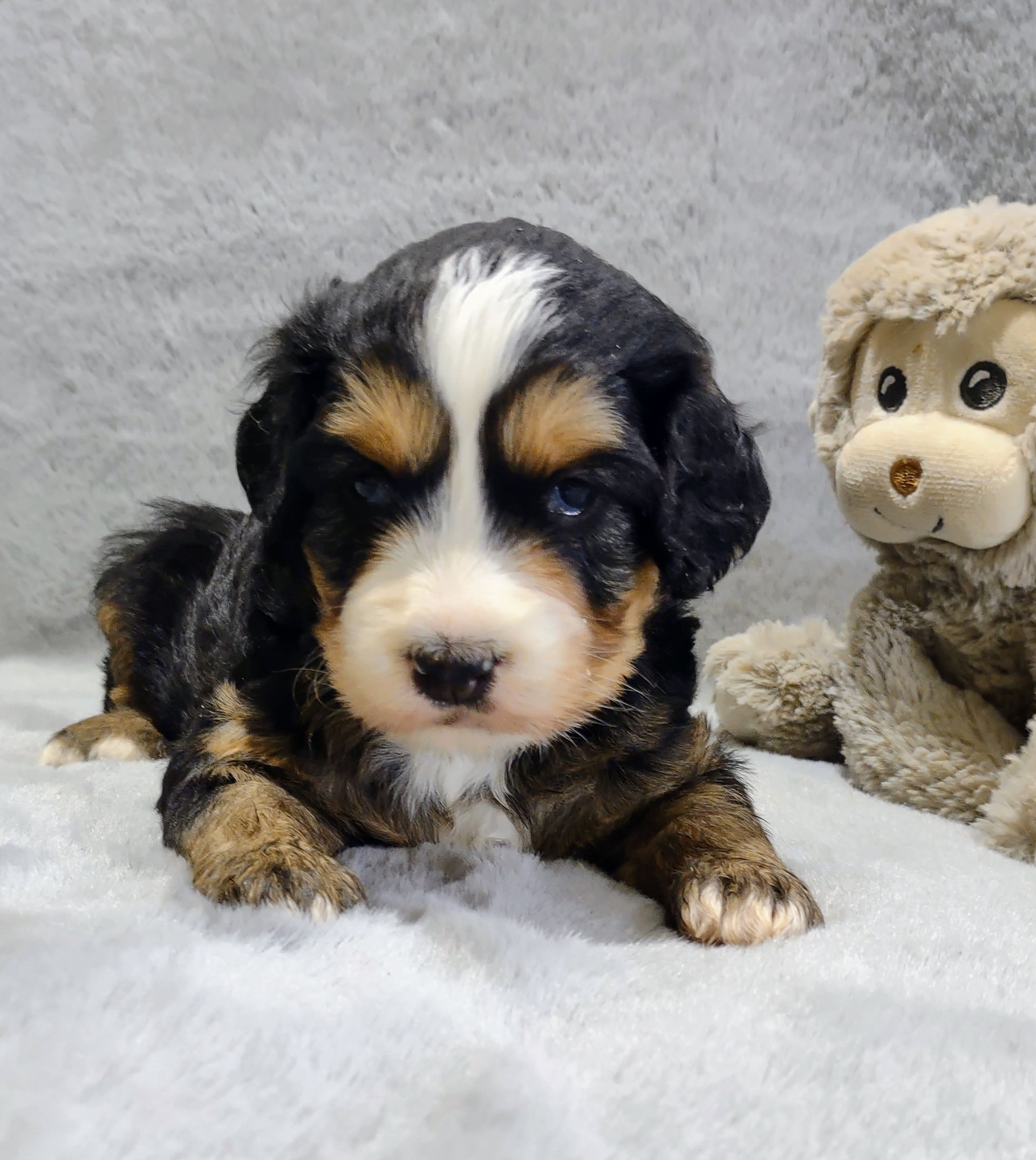 Bernedoodle - Kassidy